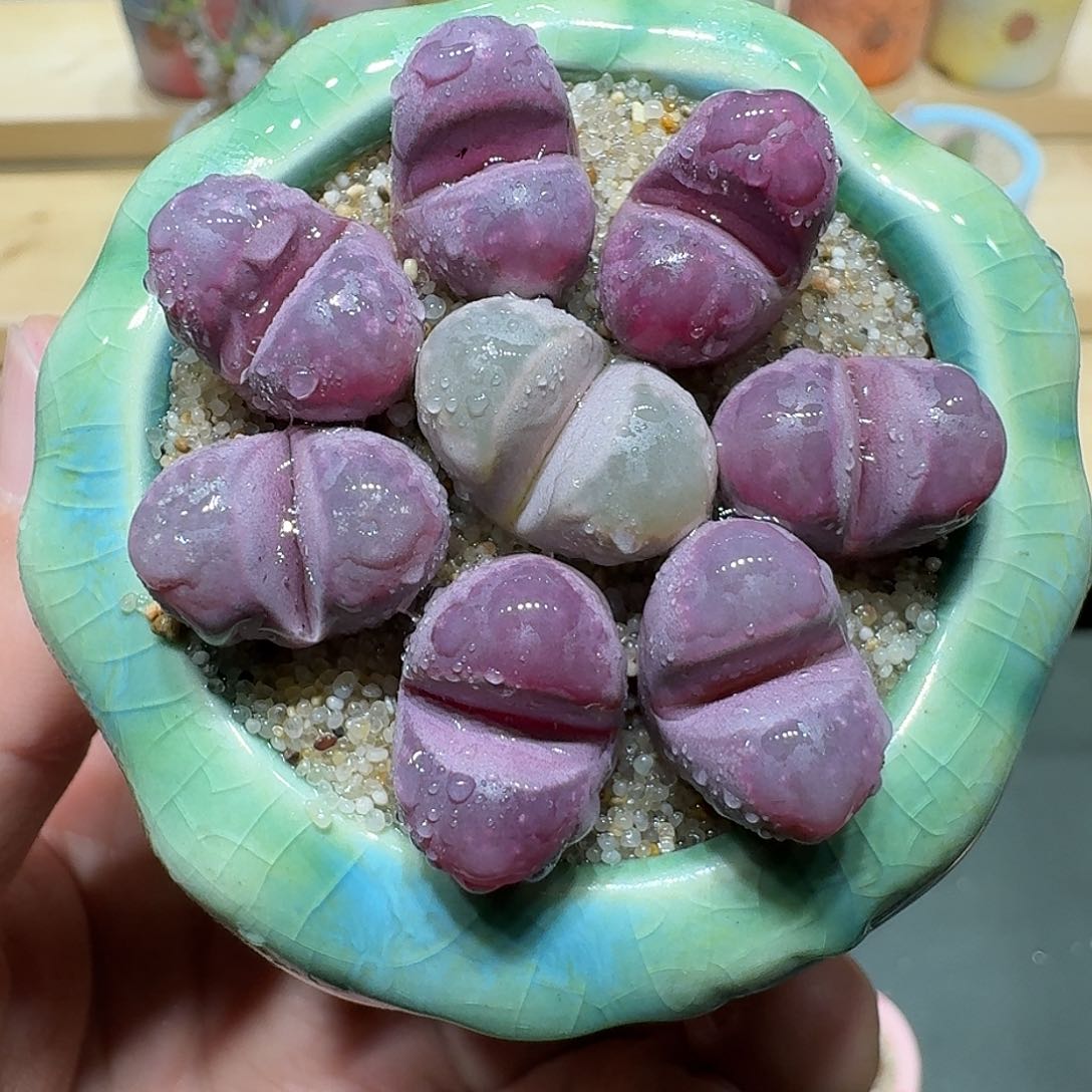 红陶蘑菇940红大内