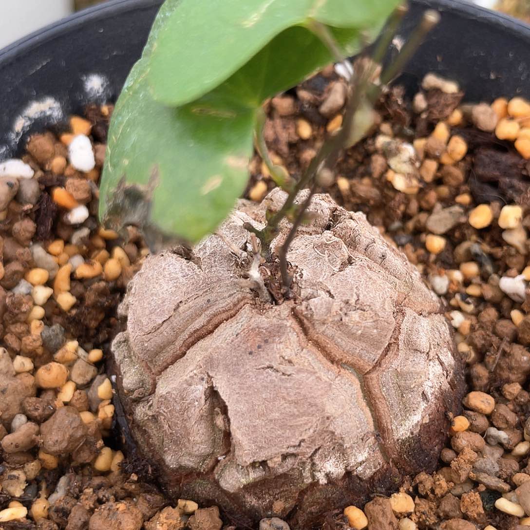 龟甲龙一物一拍577号4.6cm