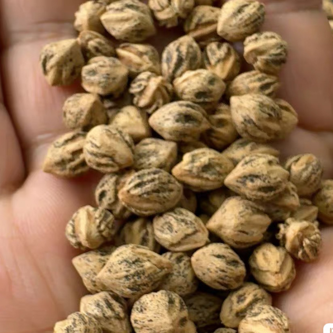 137热振深坑顺纹柏香籽散籽！籽型饱满！7.5+！102克520颗左右！YG026