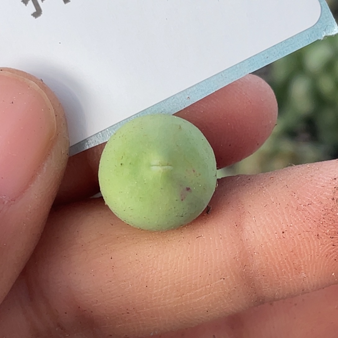 7-20鸽子蛋多肉植物