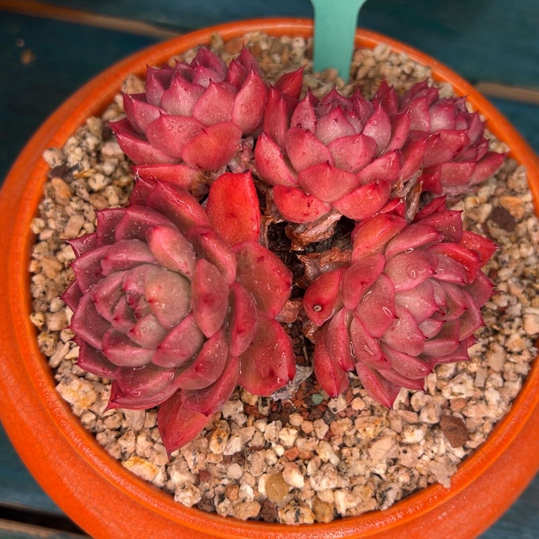 从前慢多肉精选编号0115.210