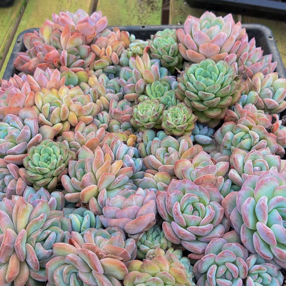 394的人了吧哈哈哈哈哈哈哈