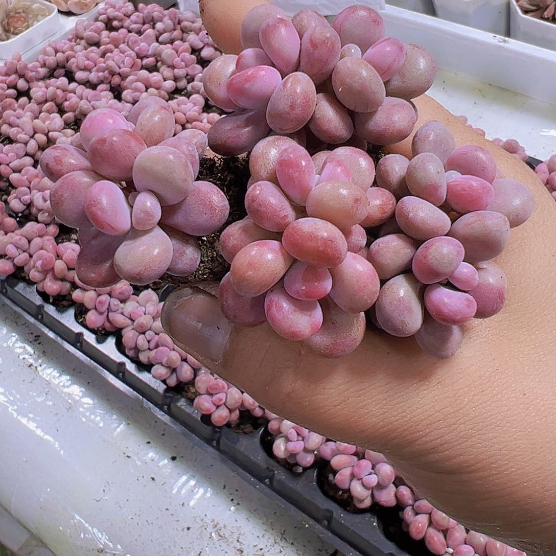 双头糖果桃蛋10个19包邮