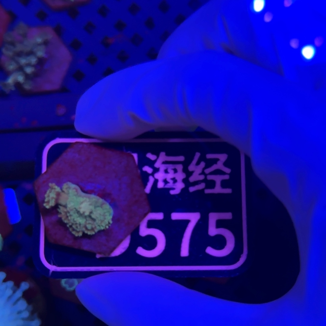 与***干纽扣珊瑚又又不包邮马卡龙D575