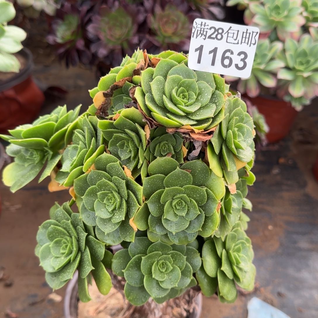 绿羊绒多肉1163满28包邮断枝不包