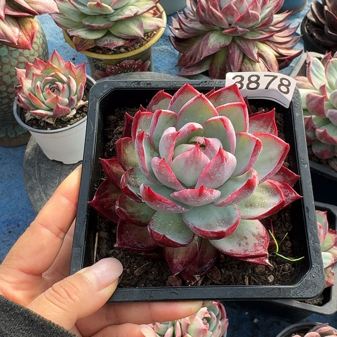 惊鸿惊鸿惊鸿 3878........