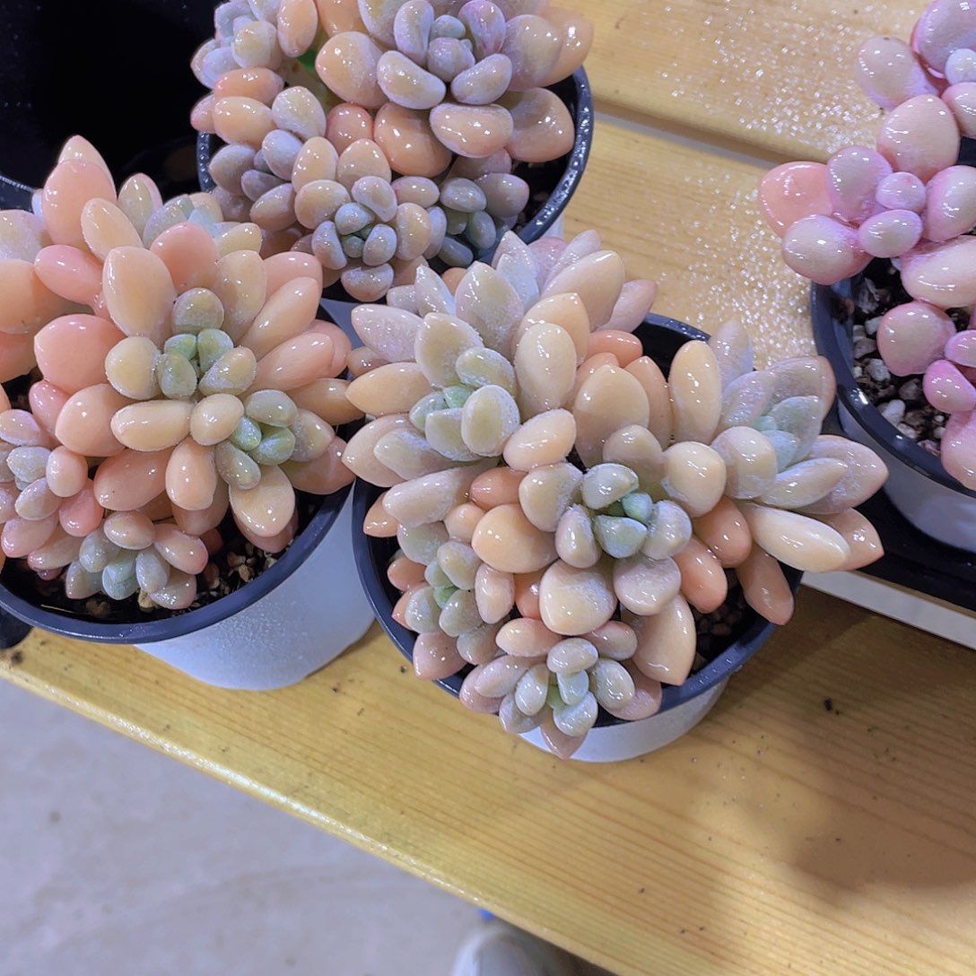 1126号 老桩捧花香水洛神多头群一颗