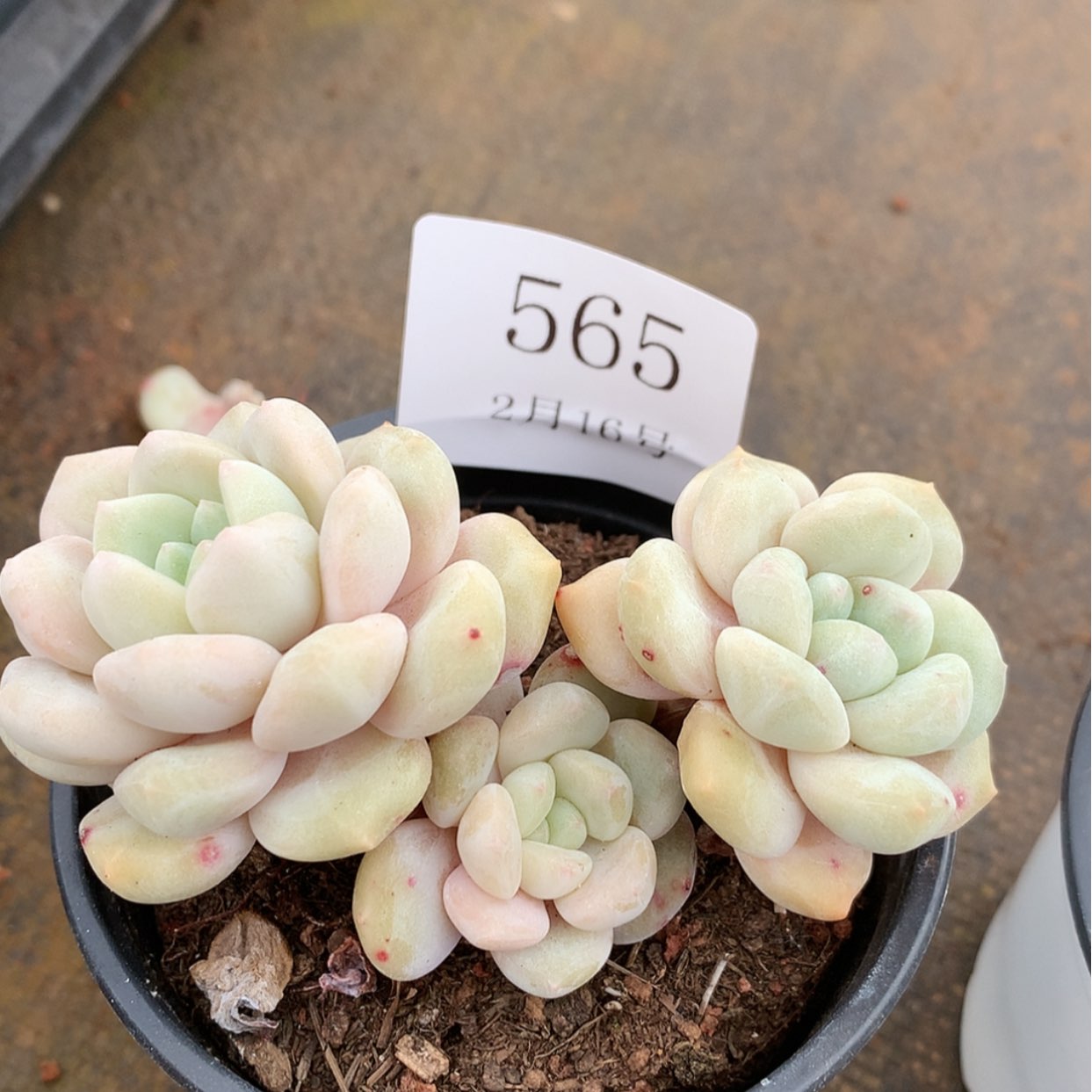 【闪购商品】云565