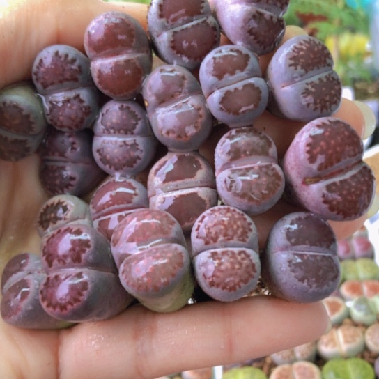 0128，1.5-1.8厘米如图20棵