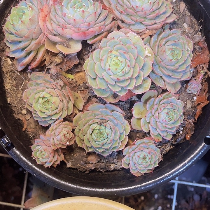 周***微一个人不容易吧哈哈是个人