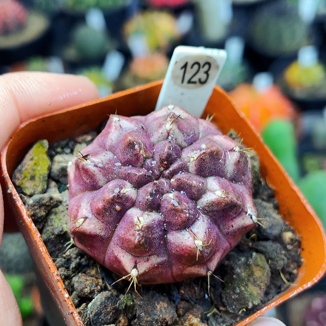 非偏远地区满25包邮仙人球