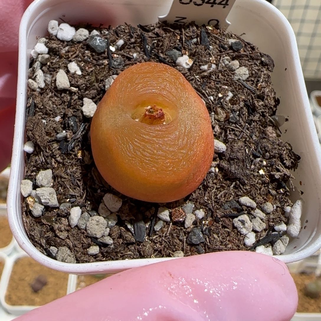 肉锥多肉植物百科-优选水蜜桃母本1270