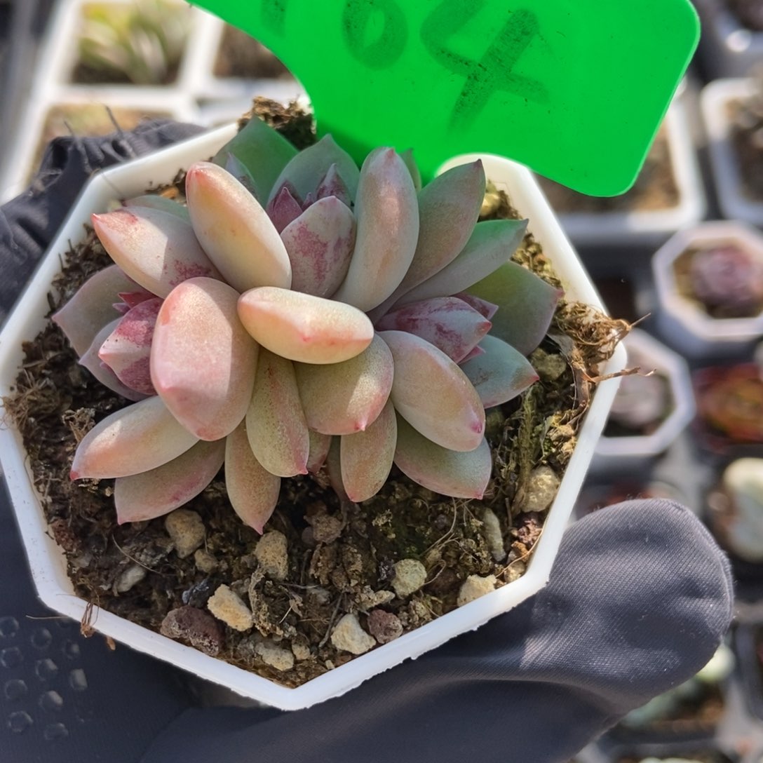 764雪天使多肉植物保护