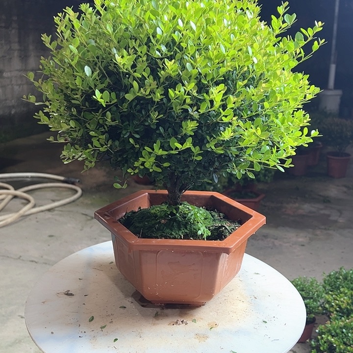 完全开放用****6赤楠