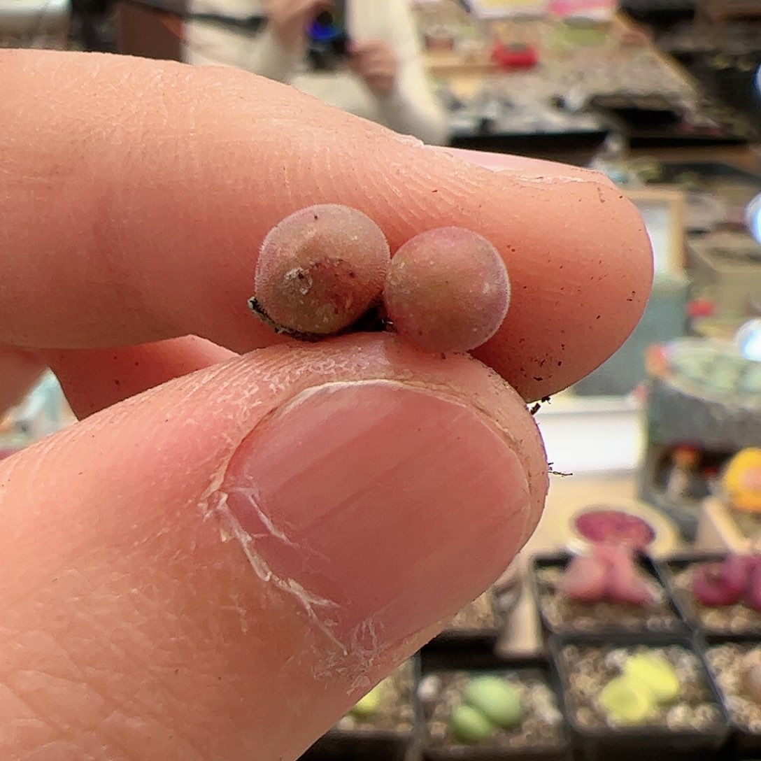 【闪购商品】348 空蝉