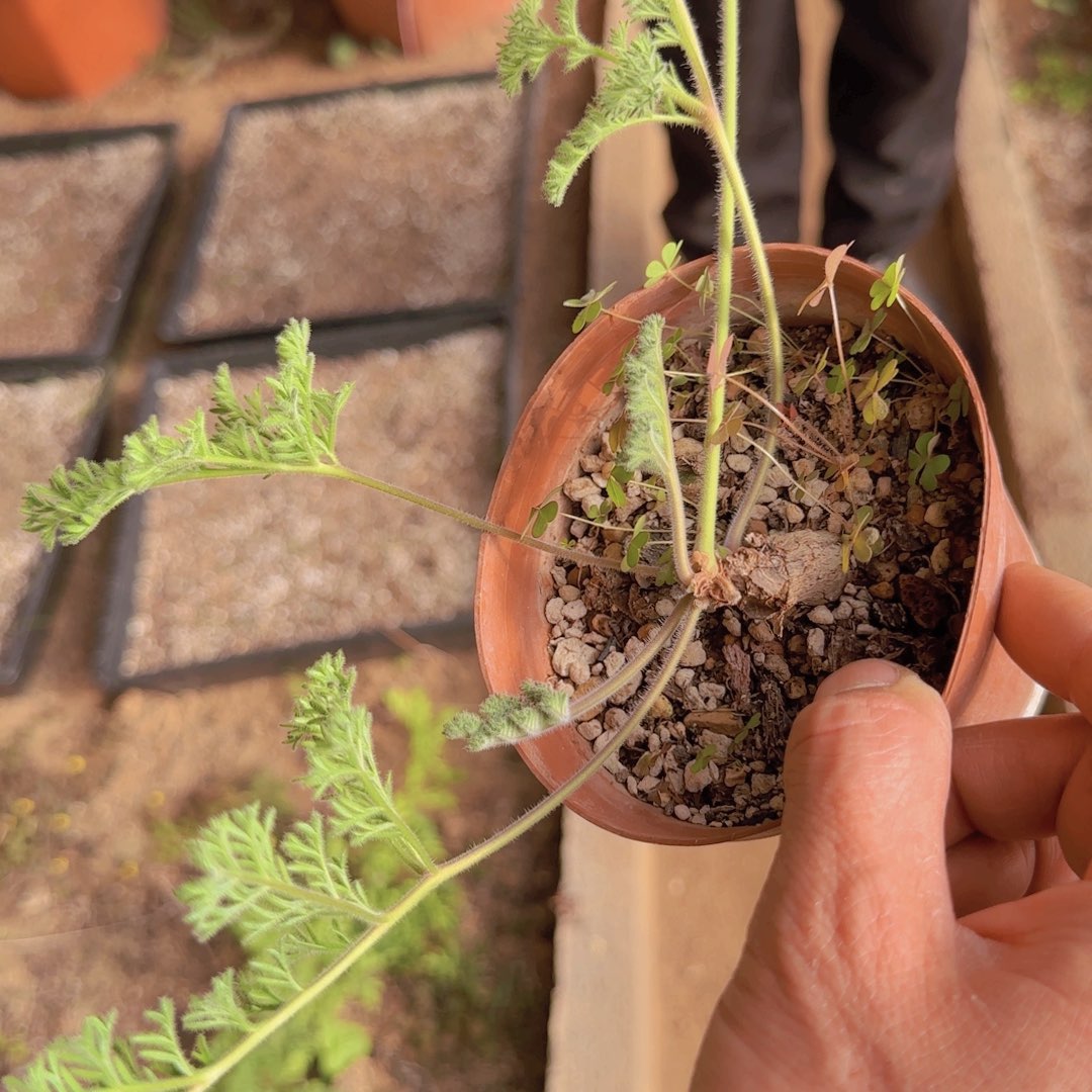锦***川块根植物块根植物