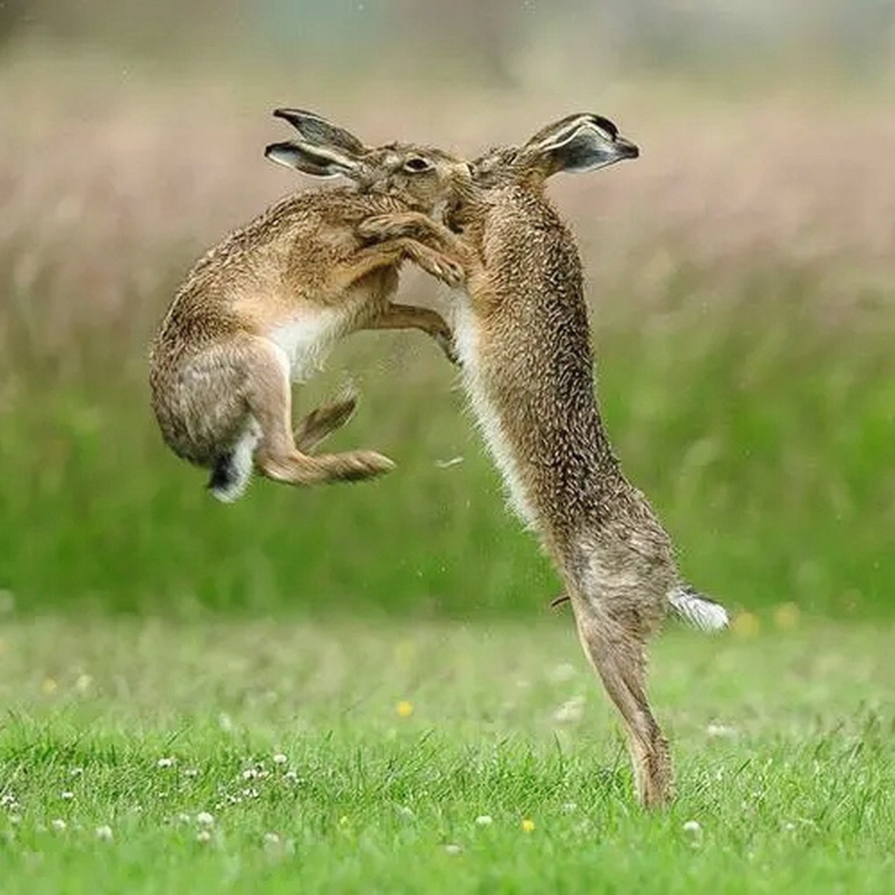 跑兔专属（肥瘦适中，优质粗纤维）