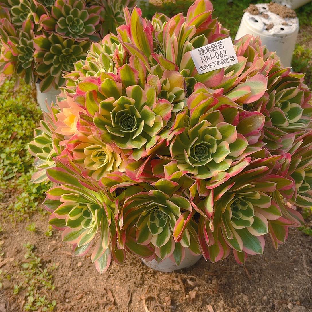 雨花石老庄多肉植物62