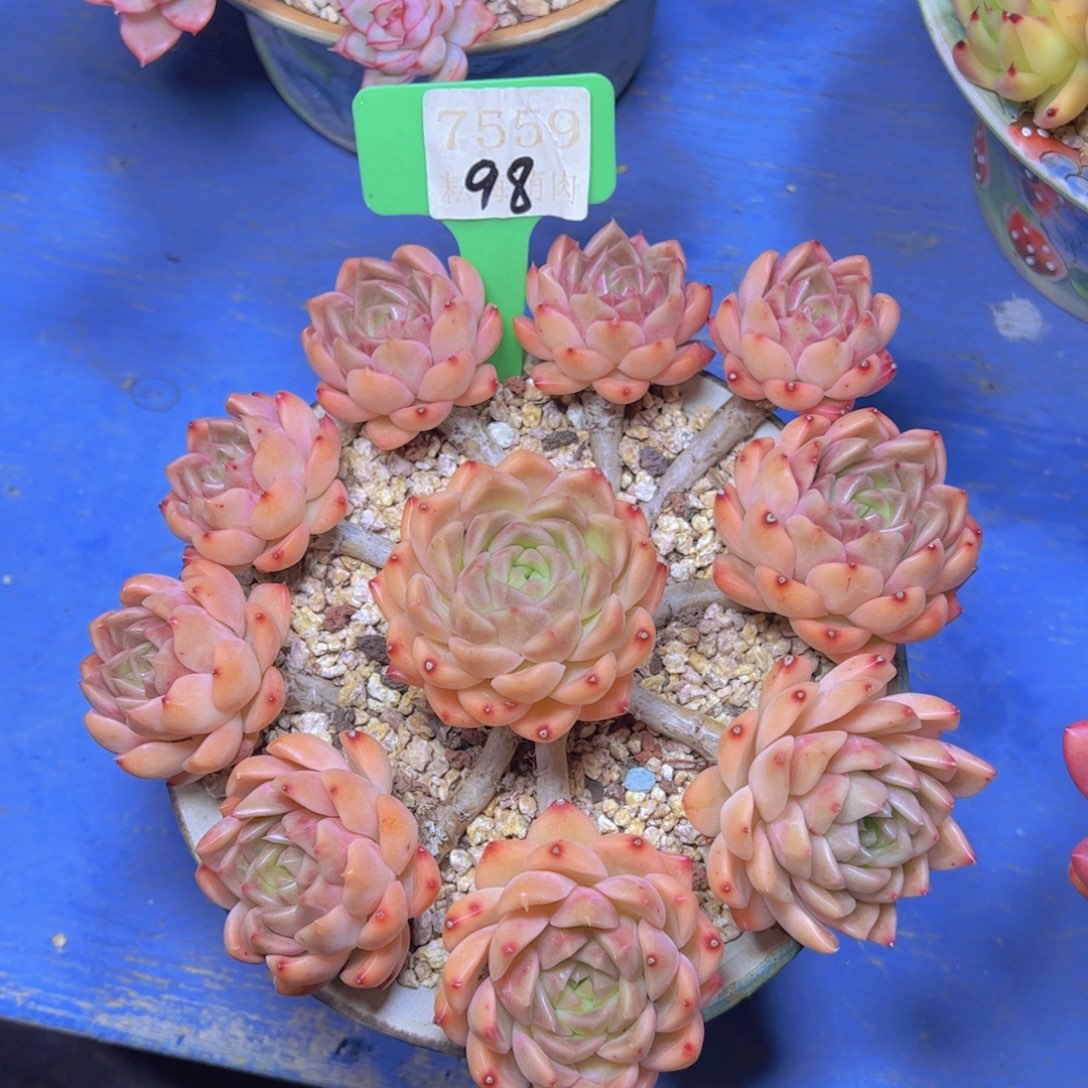 杂交7559多肉植物