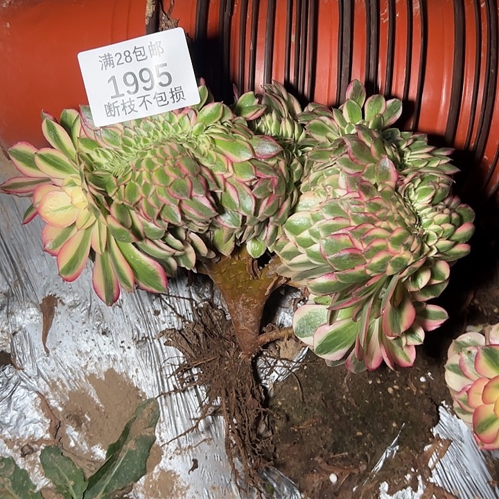 1995倾城缀多肉植物