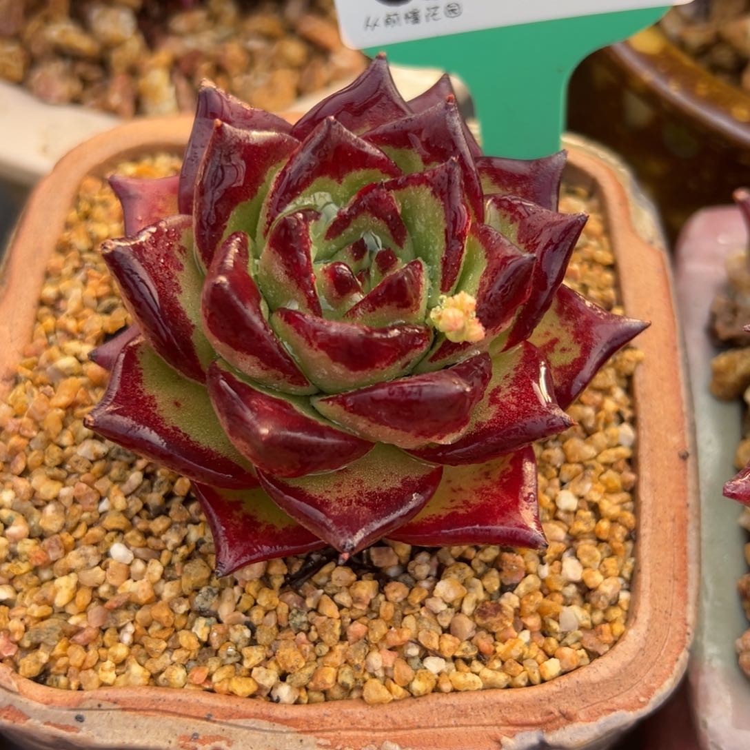 从前慢多肉精选编号0213.15