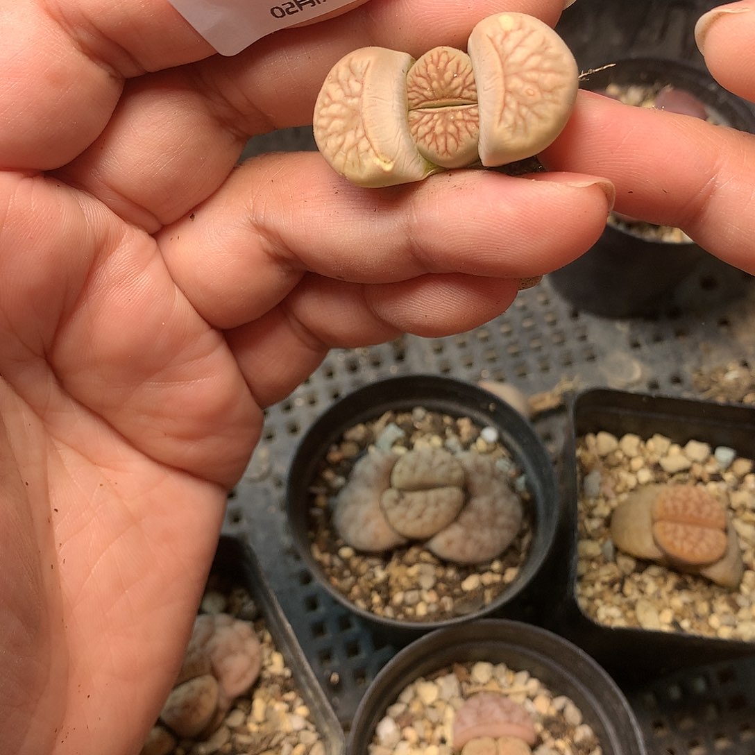 W164多肉植物保护研究所