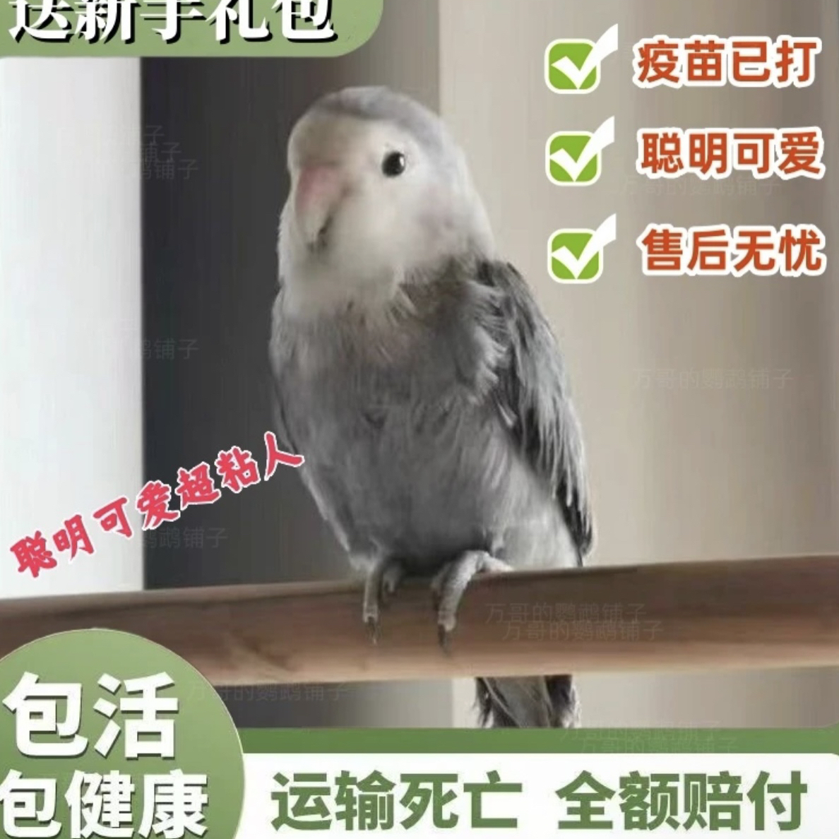 直播间链接，一物一拍，黄桃绿桃爱情鸟黄金丝等颜色