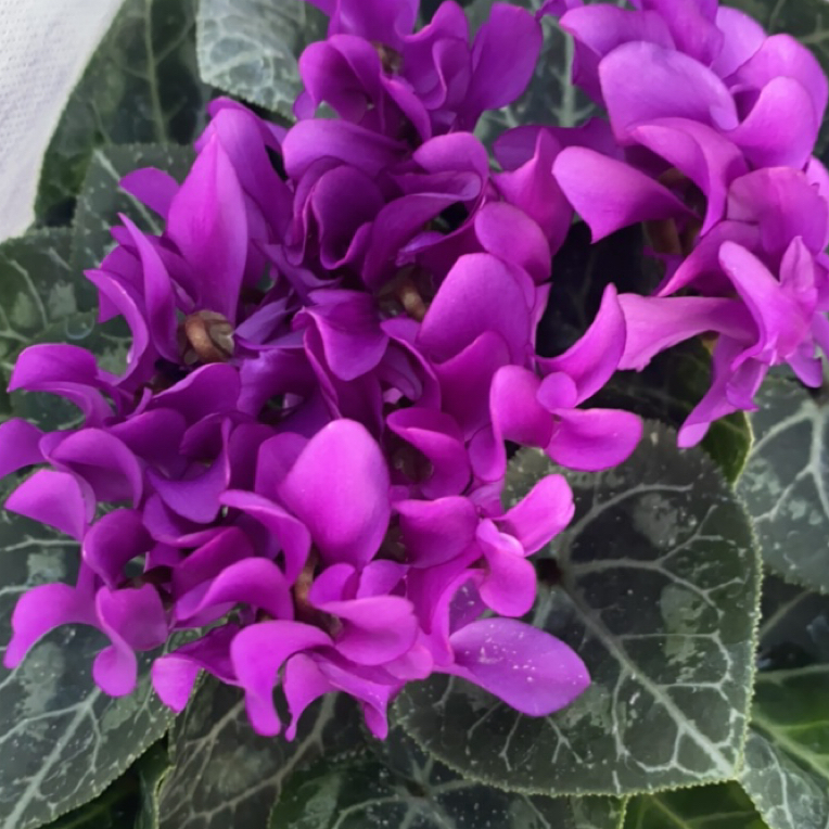 （小青龙）仙客来（不要换盆）零度以下不拍保温不售后