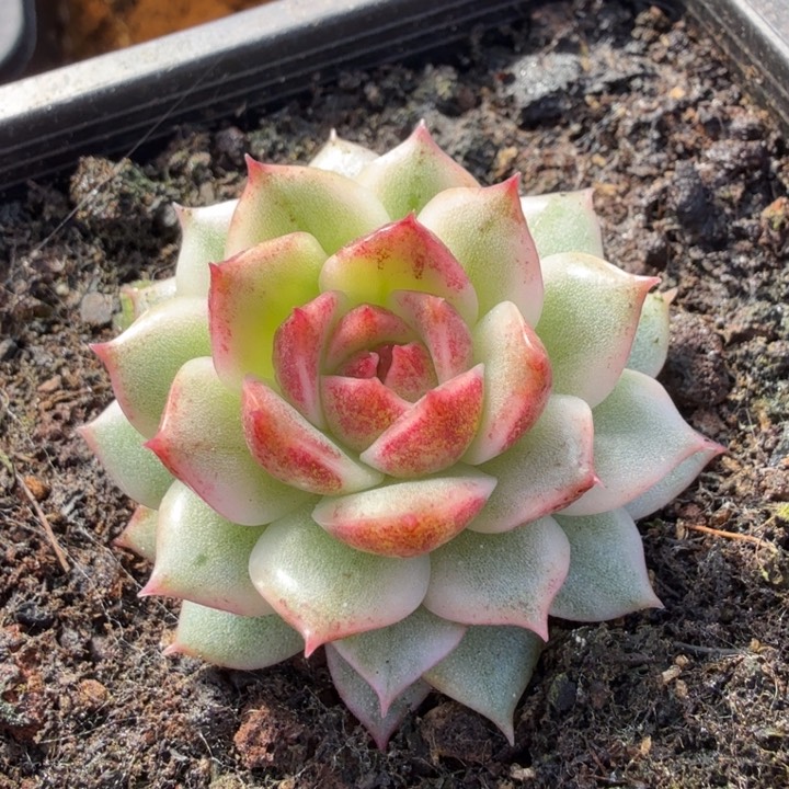 黑水晶锦腹轮锦模特