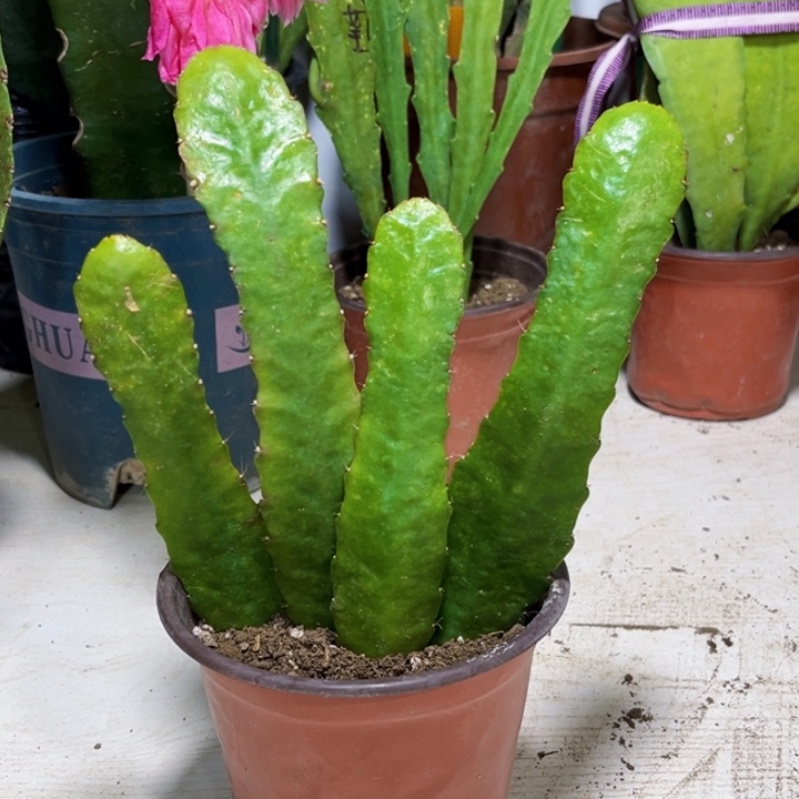 当前无花栽培后可以开花可**族小粉寄养送肥料