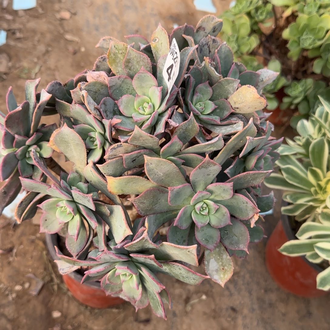 粉仙桃多肉459满28包邮断枝不包