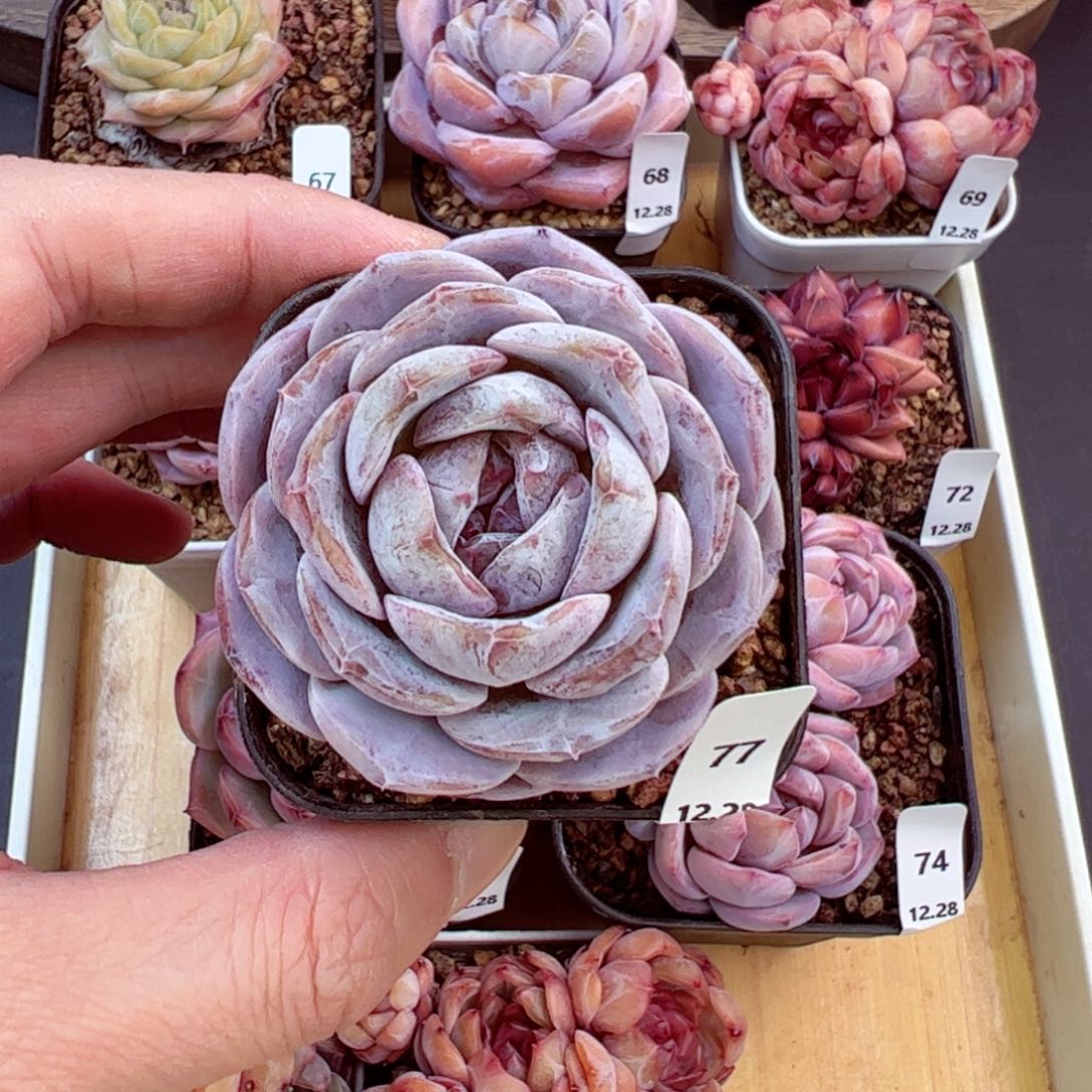 好好看77、哈哈哈哈哈