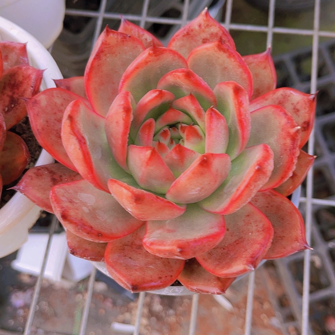 粉钻13公分99989899