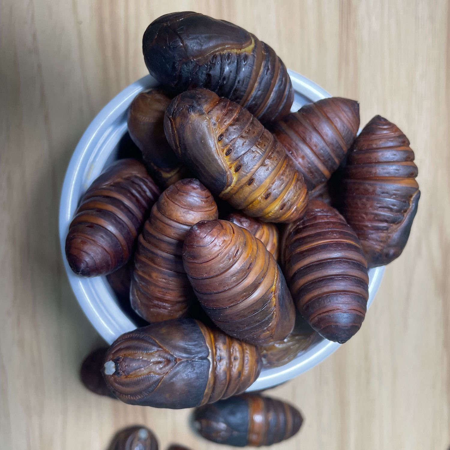 东北特产鲜活蚕蛹柞树茧蛹高蛋白绿色低脂产地顺丰发货