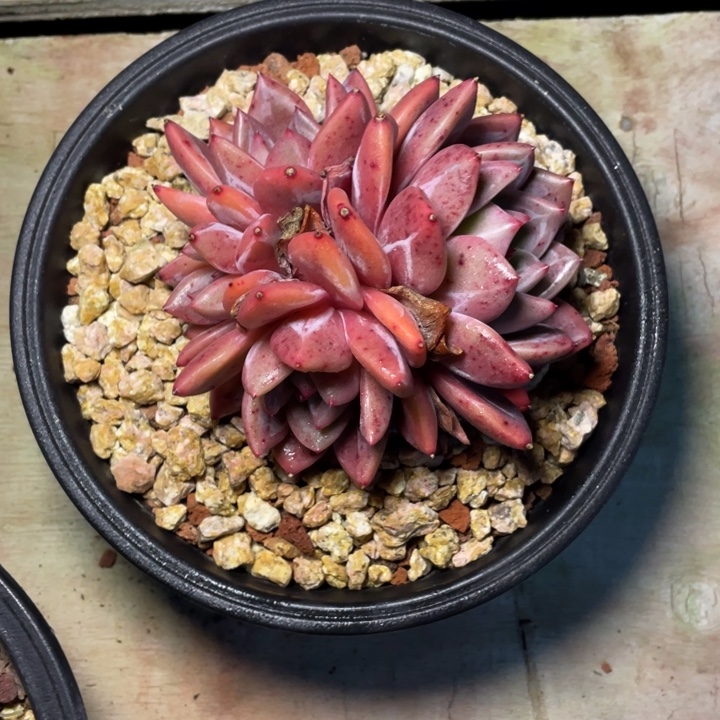 多肉轻舞飞扬酒红香槟