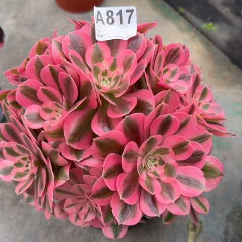 817女巫22厘米左右