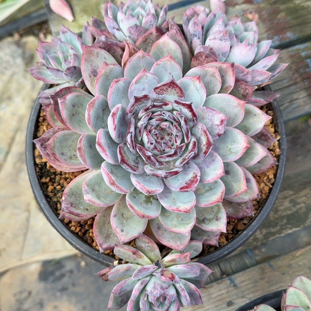 多肉植物多肉植物