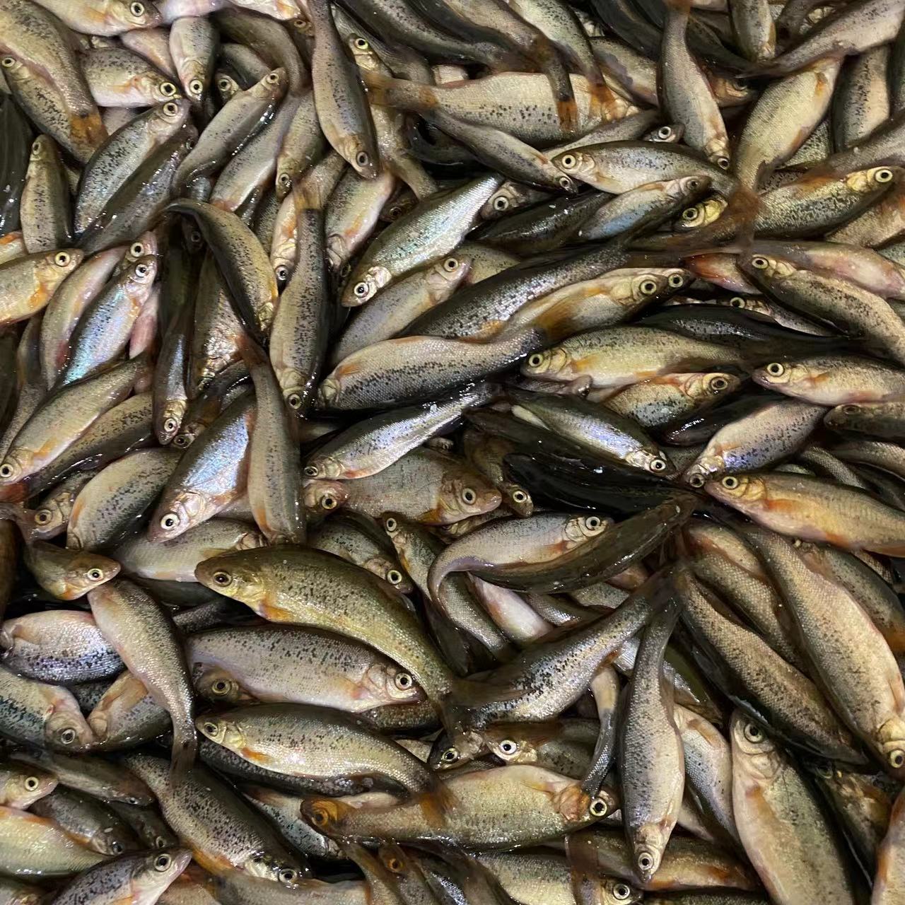 饶河本地冷水鱼【柳跟鱼】