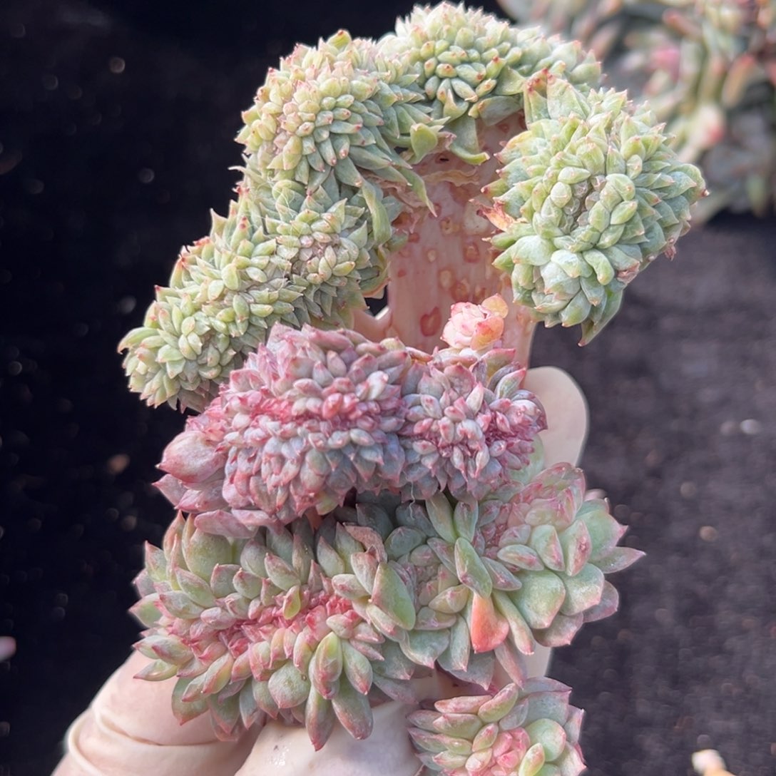 新年快乐三个 买一送二 新年快乐