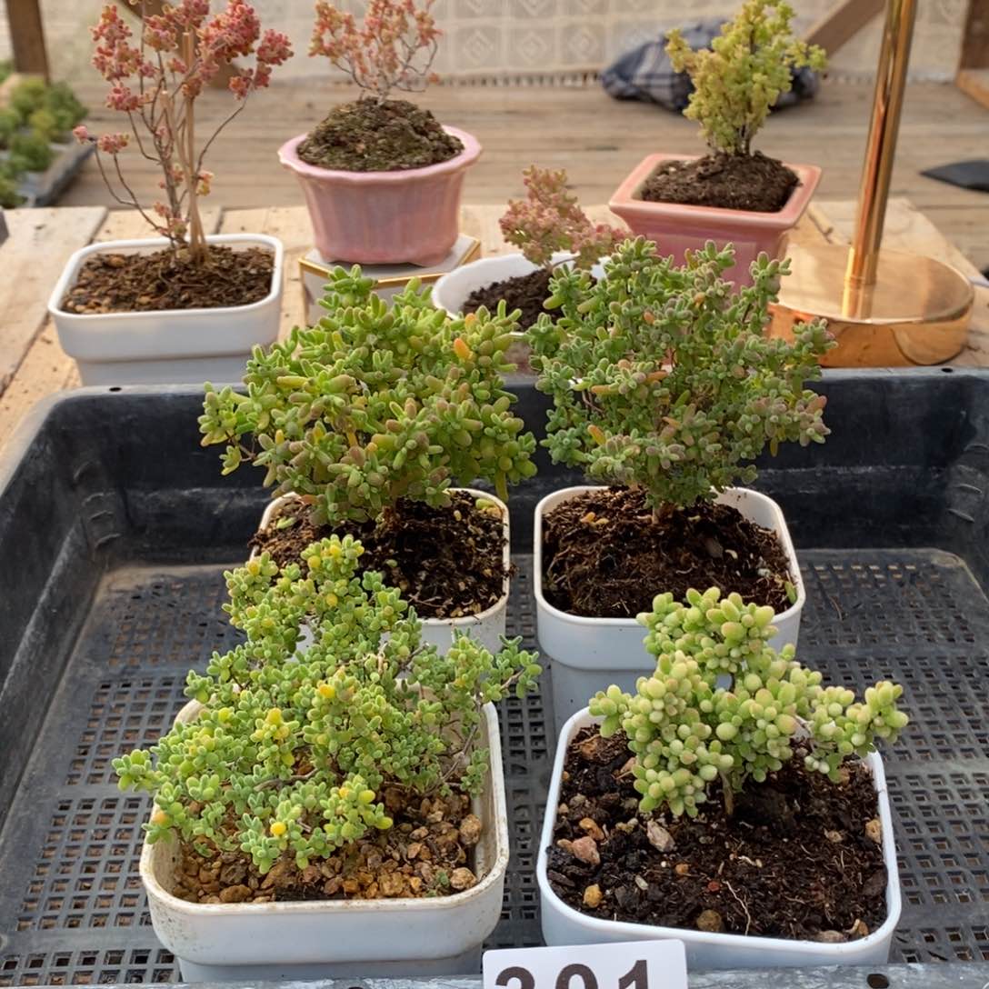 枝干番杏多肉植物301