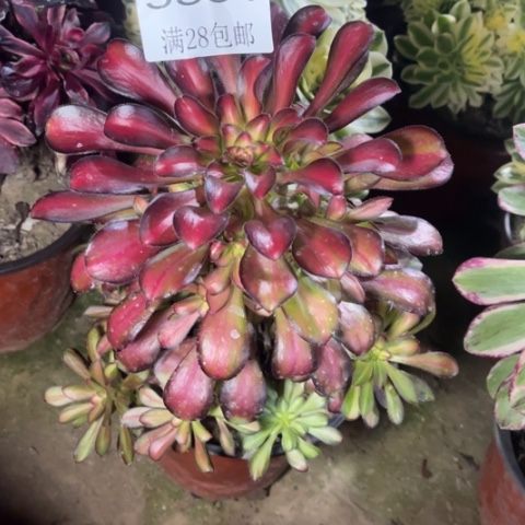 魅力多肉多肉5351