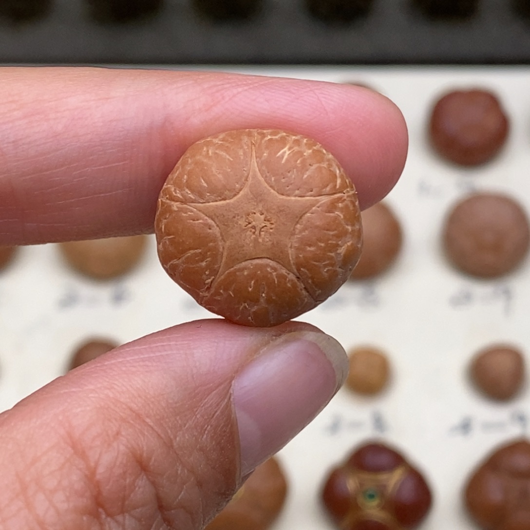 大***蟲凤眼菩提吊坠五星