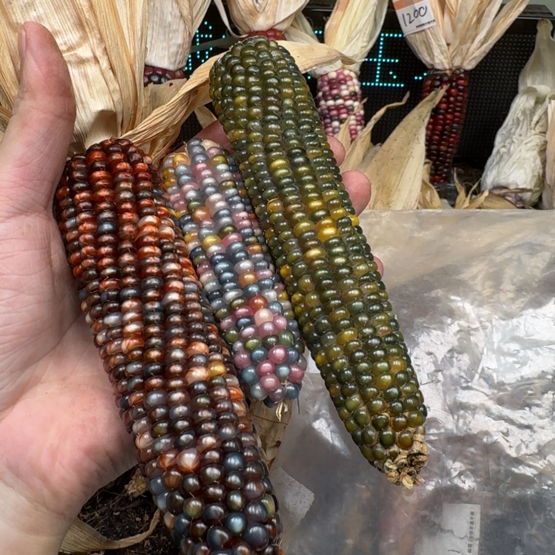 柏香籽/百香籽吊坠林*尔