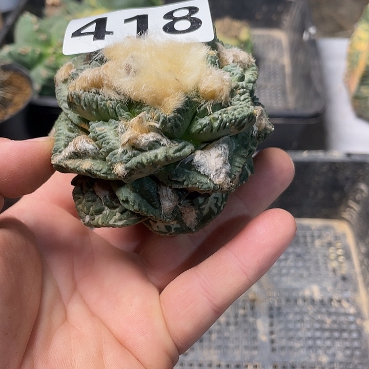 完全开放418老龟甲菜花仙人球