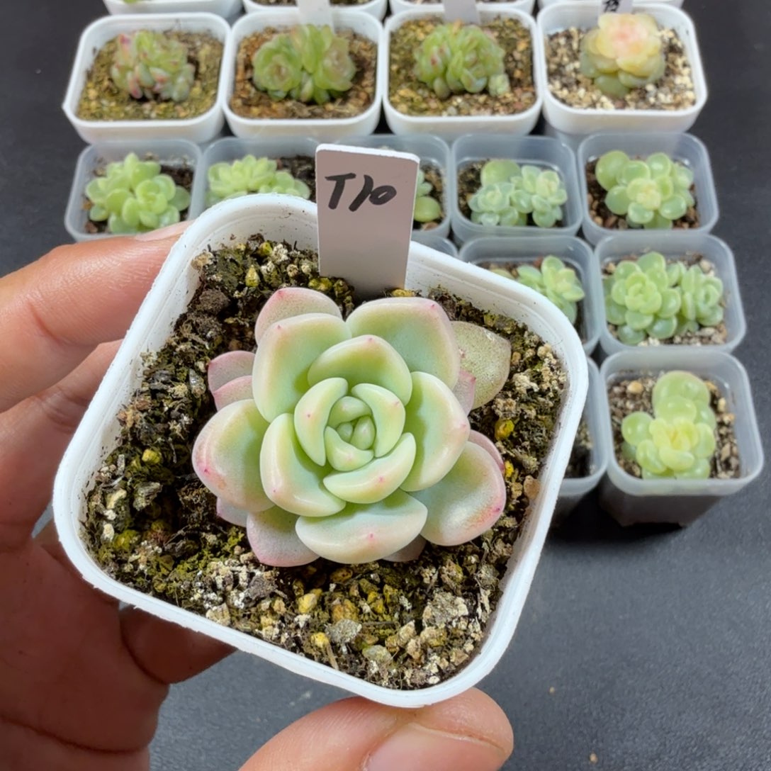 甜心T10一物一拍121