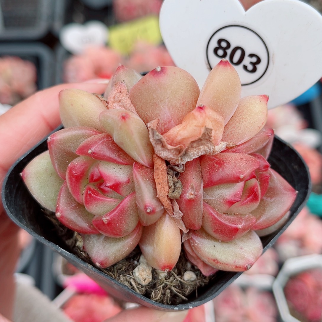 803号小老桩珍妮群