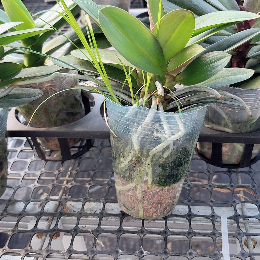 无花朵小叶新品多头1颗