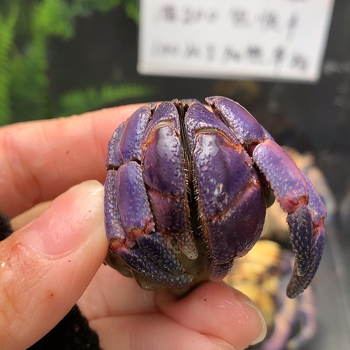 2.8口径奔跑的寄居蟹3号