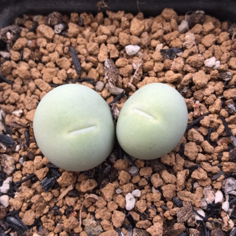 多肉肉锥 双头鸽子蛋