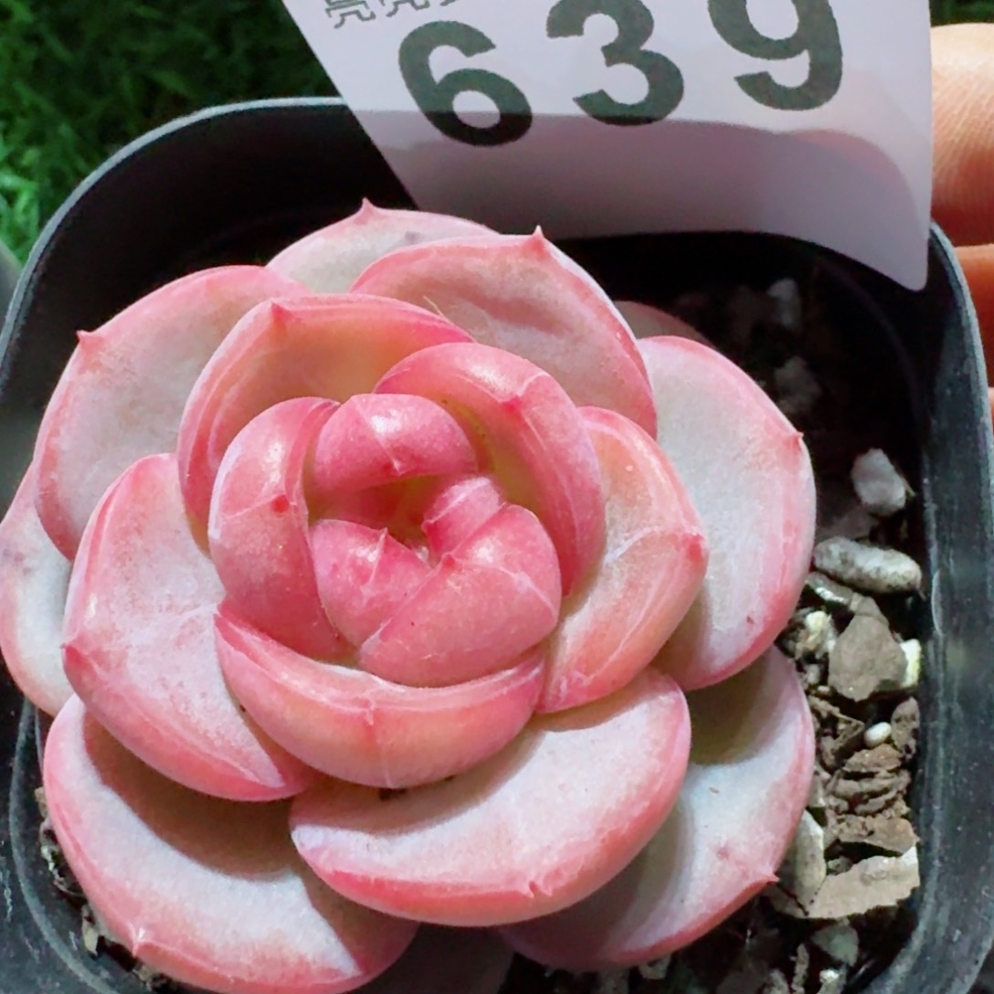 粉桃花         精品多肉